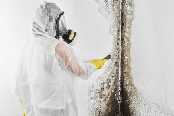 Trusted Richland, PA Mold Removal Experts