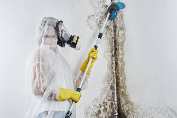 Best Certified Mold Removal  in Richland, PA