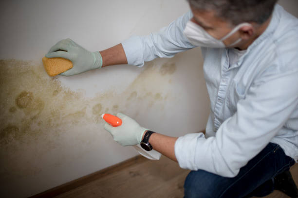 Attic Mold Removal in Richland, PA