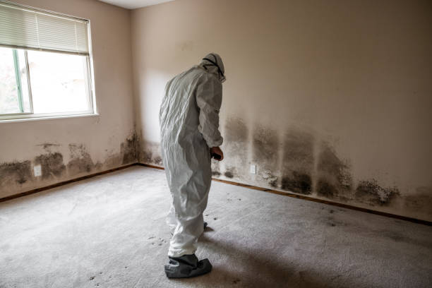 Best Home Mold Removal  in Richland, PA